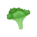 Flat vector icon of fresh broccoli. Organic food. Natural green vegetable. Healthy ingredient for vegetarian dish Royalty Free Stock Photo