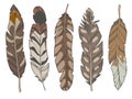 Cartoon style illustration set of different natural brown eagle, duck and wader bird feathers