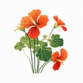 Simple Cartoon Nasturtium Illustration On White Background