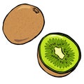 Cartoon Style Kiwi Fruit Icon Sliced and Full Illustration