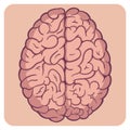Cartoon style layered vector illustration - bright colored naturalistic human brain. Royalty Free Stock Photo