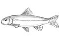 Exoglossum maxillingua or cutlips minnow Freshwater Fish Cartoon Drawing
