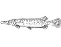 Florida gar or Lepisosteus platyrhincus Freshwater Fish Cartoon Drawing Royalty Free Stock Photo