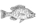 Greengill sunfish or Lepomis macrochirus cyanellus Freshwater Fish Cartoon Drawing Royalty Free Stock Photo