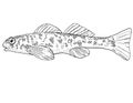 Greenside darter or Etheostoma blennioides Freshwater Fish Cartoon Drawing Royalty Free Stock Photo