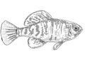 Gulf Coast pygmy sunfish or Elassoma gilberti Freshwater Fish Cartoon Drawing