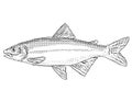 Satinfin shiner or Cyprinella analostana Freshwater Fish Cartoon Drawing