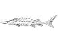 Shovelnose sturgeon or Scaphirhynchus platorynchus Freshwater Fish Cartoon Drawing