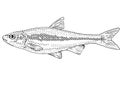 Silverjaw minnow or Ericymba buccata Freshwater Fish Cartoon Drawing