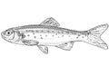 Southern leatherside chub or Lepidomeda aliciae Freshwater Fish Cartoon Drawing