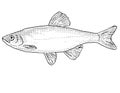 Spotfin shiner or Cyprinella spiloptera Freshwater Fish Cartoon Drawing