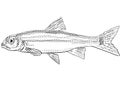 Spottail shiner or spottail minnow Notropis hudsonius Freshwater Fish Cartoon Drawing