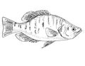 White crappie Pomoxis annularis, goldring or  silver perch Freshwater Fish Cartoon Drawing Royalty Free Stock Photo