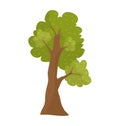 Cartoon style solitary oak tree with lush green foliage and detailed brown trunk isolated on white. Nature and