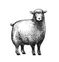 Cartoon Stylezed vector illustration of the Sheep in graphic style on the white background.