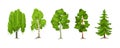 Cartoon summer tree set. Aspen, birch, maple, pine, willow, spruce wood plants with leaf. Green big planting trees for garden Royalty Free Stock Photo