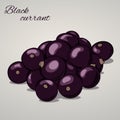 Cartoon sweet black currant on grey background, vector illustration. Royalty Free Stock Photo