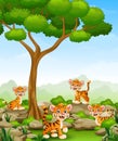 Cartoon tiger group in the jungle