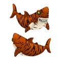 Cartoon tiger shark bares his sharp teeth isolated on white background. Vector illustration. Royalty Free Stock Photo