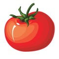 Cartoon Tomato