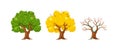 Cartoon tree at different times of year. Oak seasonal tree for game scenes. Green planting trees for garden forest park. Three