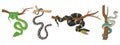 Cartoon tree snakes. Tropical wildlife reptiles, exotic poisoned serpents, python and anaconda flat vector illustration set on