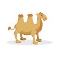 Cartoon trendy design bactrian camel. African desert animal. Wildlife and zoo vector illustration Royalty Free Stock Photo