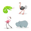 Cartoon trendy style african animals set. Chameleon with big tonque, ostrich, flamingo and hippo. Closed eyes and cheerful mascots Royalty Free Stock Photo