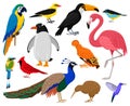 Cartoon tropical exotic birds, parrot, toucan, penguin and flamingo. Exotic fauna hummingbird, kiwi and peacock vector Royalty Free Stock Photo