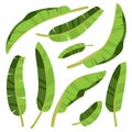 Cartoon tropical palm leaves. Vector illustrated on white