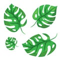 Cartoon tropical palm leaves. Vector illustrated on white