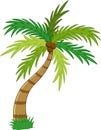 Cartoon Tropical Palm Tree With Crown Of Leaves And Coconut Fruits