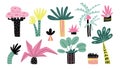 Cartoon tropical palm tree set. Hand drawn summer modern stylized plant collection, decorative colorful jungle elements, abstract