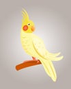 Cartoon tropical yellow parrot wild animal bird vector illustration wildlife feather zoo color nature vivid. Royalty Free Stock Photo