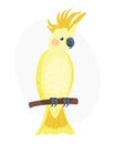 Cartoon tropical yellow parrot wild animal bird vector illustration wildlife feather zoo color nature vivid. Royalty Free Stock Photo