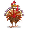 Cartoon turkey. Thanksgiving vector illustration isolated on white background.