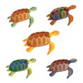 Cartoon turtle. Multicolored little turtles, modern colors. Vector set. A collection of cute friendly aquatic and terrestrial