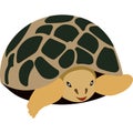 Cartoon turtle. Turtle with a shell. Wild animal.