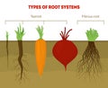 Cartoon Types Root Systems Card Poster. Vector