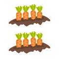 Cartoon vector clipart of a garden with growing carrots, isolated on white background. Cut-out sticker of the orange Daucus carota