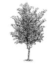 Cartoon Vector Drawing of Beech Tree