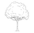 Cartoon Vector Drawing of Tree Royalty Free Stock Photo