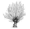 Cartoon Vector Drawing of Willow or Sallow Tree