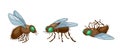 Cartoon Vector Flies in Different Poses. Insect with Vibrant Wings And Intricate, Delicate Body, Airborne Creature
