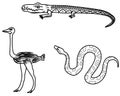 Cartoon vector illustration black and white 3-piece set of African animals crocodile, python, ostrich style on Royalty Free Stock Photo