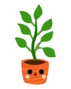 Cartoon vector illustration, Cute houseplant in a pot