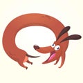 Cartoon Vector Illustration of Cute Purebred Dachshund. Dog running for his tail image