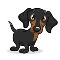 Cartoon Vector Illustration of Cute Purebred Dachshund Dog Royalty Free Stock Photo