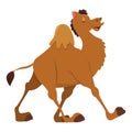 Happy smiling camel walking Royalty Free Stock Photo