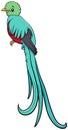 Cartoon quetzal bird comic animal character